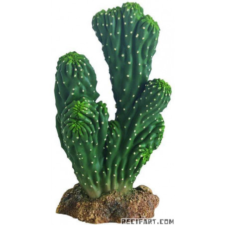 HOBBY Cactus Victoria 1 hauteur 19 cm
