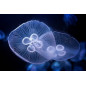 Aurelia aurita (Moon Jellyfish)