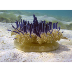 Recif'Art Jellyfish Cassiopea Jellyfish