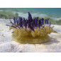 Jellyfish Cassiopea
