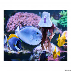 A la Carte Food Clips