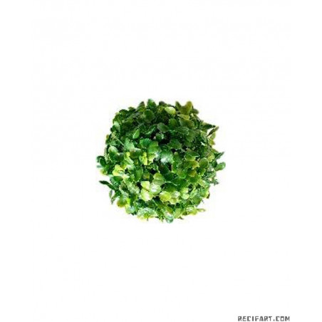 Scalare Terra boule bui 13cm Decoration