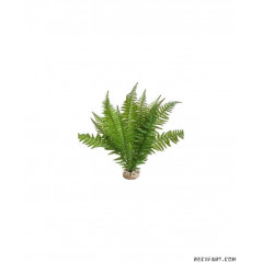 Scalare Terra fougere 46cm Decoration