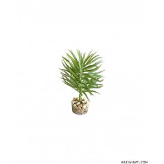 Scalare Terra plante succulente 13cm Decoration