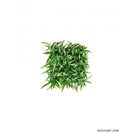 Scalare Terra tapis herbe 32cm Decoration