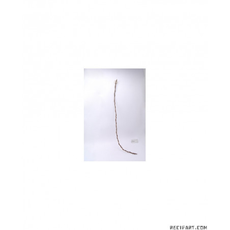 Scalare Vine 1200x10x10mm Decoration