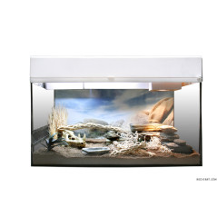 Lucky Reptile Starter Kit "Bartagame" blanc