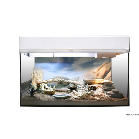 Lucky Reptile Starter Kit "Bartagame" blanc