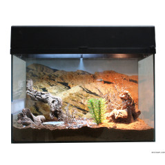 Starter Kit "Desert Gecko"