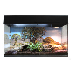 Starter Kit "Tortue Terrestre"