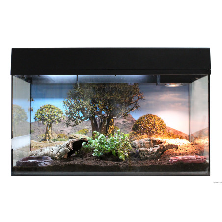 Starter Kit "Tortue Terrestre"