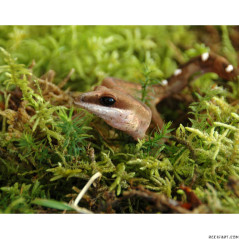 Lucky Reptile Mousse pour terrarium/vivarium - 150 g Sol