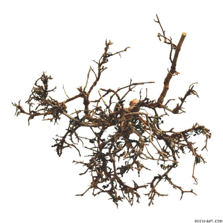 Desert bush "bleached" medium