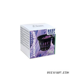 Fauna marin Anemone Cup Autres