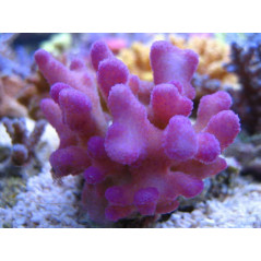 Korallen Zucht Stylo-Pocci-Glow 50ml Korallenzucht