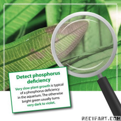 ARKA NPK 118ml Fertilizer Plants