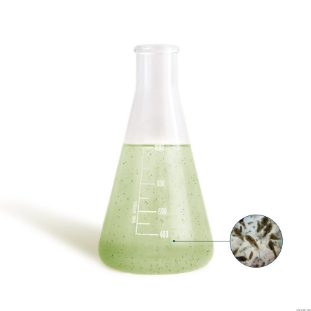 BEA BEA Mésocosme Nourriture