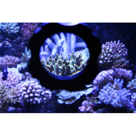 Coral Box Aquarium explorer Autres