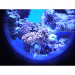Coral Box Aquarium explorer Autres