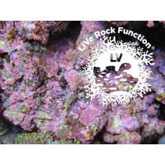 Aquaroche Eco reef plate à l'unité Accueil