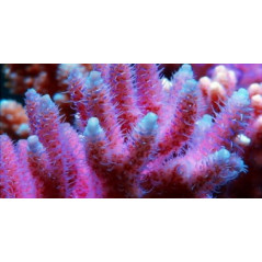 Korallen Zucht AcroGlow - 100ml Korallenzucht