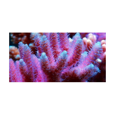 Korallen Zucht AcroGlow - 100ml Korallenzucht