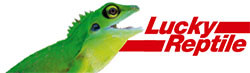 Lucky Reptile