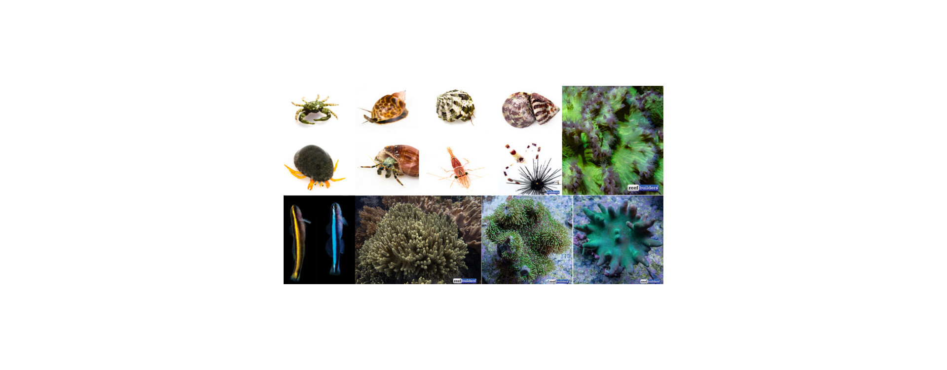 Invertebrates Suitable for a Reef Aquarium