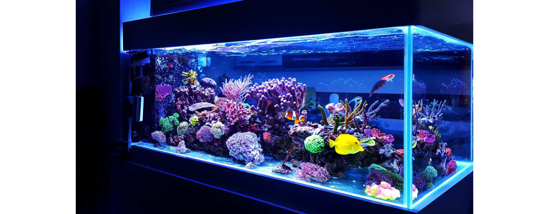 Marine Aquarium Lighting Illuminating the Underwater World