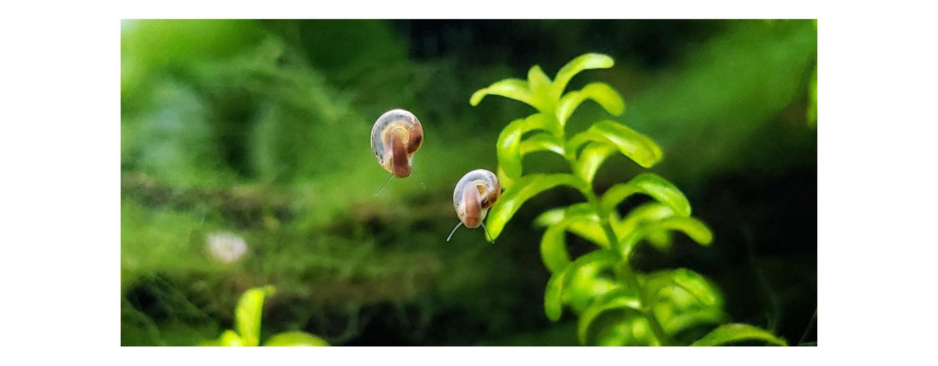 Wie Bekomme Ich Schnecken Aus Dem Aquarium www.recifart.com