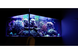 Maintenance Guide for Hard Corals in the Aquarium: Tips and Best Practices