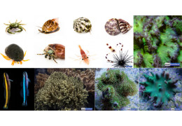Invertebrates Suitable for a Reef Aquarium