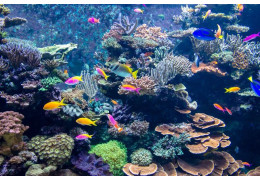 Maintaining a Reef Aquarium: A Delicate Balance for Marine Life