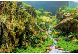 Aquascaping: The Art of Creating Stunning Aquarium Waterscapes