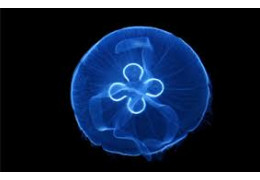 Nutrition of Aurelia aurita Jellyfish in an Aquarium