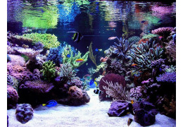 Creating a Reef Aquarium Decor