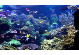 Common Mistakes to Avoid in a Reef Aquarium