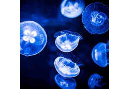 Aurelia aurita jellyfish maintenance guide in the aquarium