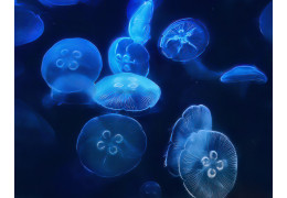 Feeding Aurelia aurita Jellyfish in an Aquarium