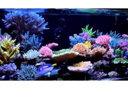 La Concentration en Iode Nécessaire dans un Aquarium Récifal