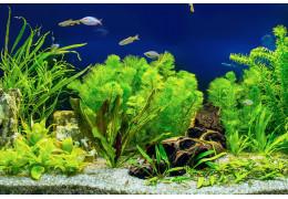 Akvariumas: kaip pradėti