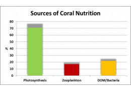 Modes de Nutrition du Corail