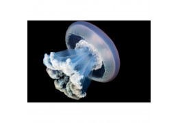 Start a jellyfish aquarium