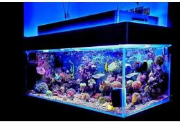 Les meilleurs poissons pour un premier aquarium marin