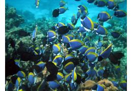 Nourrissage des Poissons Chirurgiens en Aquarium Récifal