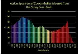 PAR (Photosynthetisch aktive Strahlung) für Korallen