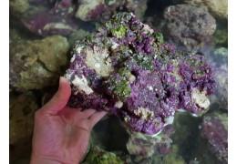L'importance des pierres vivantes en aquarium récifal