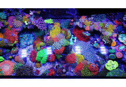 Maintenance des Zoanthus en Aquarium